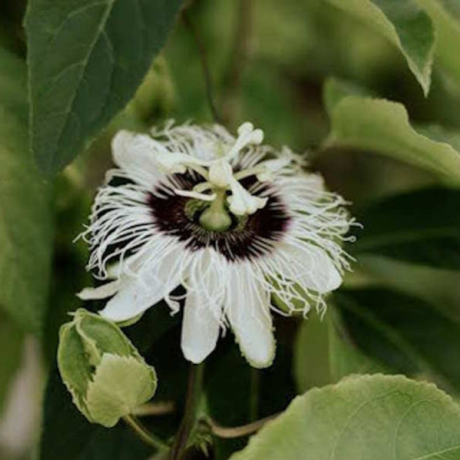 Passiflore : un anxiolytique naturel, mais pas que !