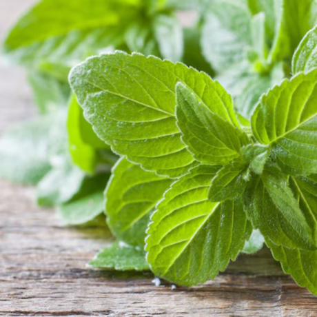 Menthe poivrée : 6 bienfaits prouvés pour votre santé