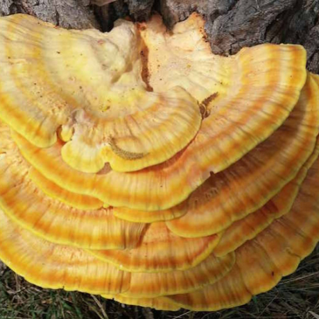 Les 3 bienfaits du reishi, champignon médicinal adaptogène