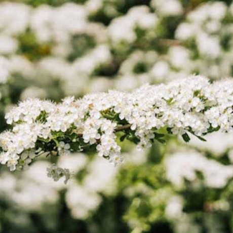 Bienfaits de l’aubépine : une plante pour le cœur et la tranquillité Bienfaits de l’aubépine : une plante pour le cœur et la tranquillité
