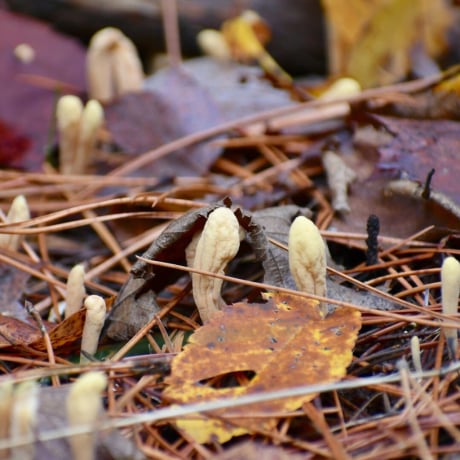 Les 5 bienfaits du cordyceps, le champignon chenille