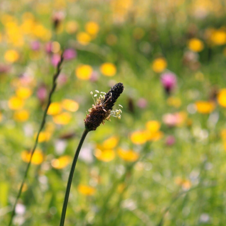 Le plantain : une plante sauvage aux multiples vertus