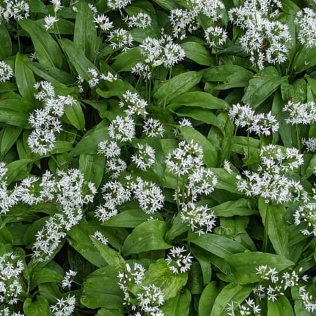 Comment bénéficier des bienfaits de l’ail des ours au quotidien ? 
