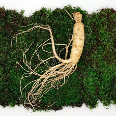 5 raisons de consommer du ginseng si vous êtes un homme 