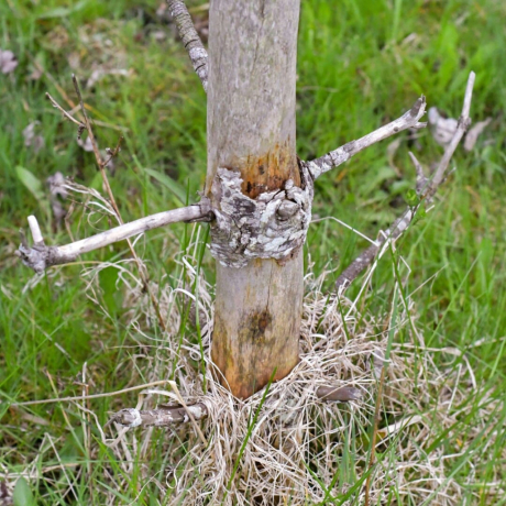 Sève de bouleau : l’élixir de santé pour votre cure détox 