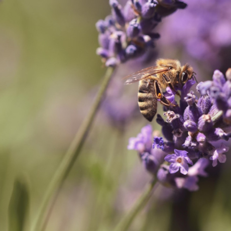 Le miel de lavande : ses 3 bienfaits prouvés par la science Le miel de lavande : ses 3 bienfaits prouvés par la science