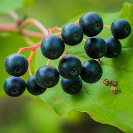 Quels sont les bienfaits du cassis pour la santé ?