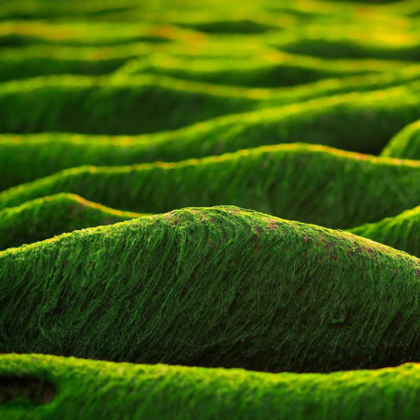 Chlorella, un concentré de nutriments aux nombreux bienfaits