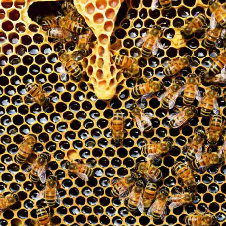 Les 3 bienfaits du miel de thym Les 3 bienfaits du miel de thym
