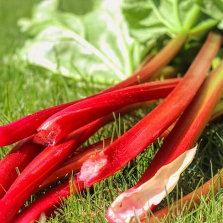 Quels sont les bienfaits de la rhubarbe sur votre santé ? 