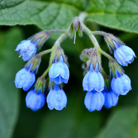 Consoude : tout savoir sur les bienfaits et danger de cette plante puissante