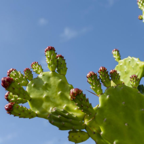 Nopal : quels bienfaits de ce "capteur de graisses" naturel