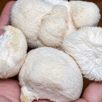 Quels sont les bienfaits du Lion's Mane ?