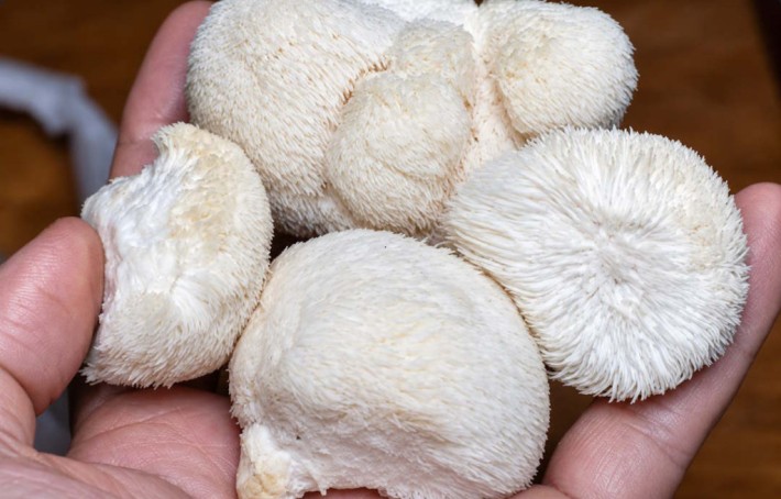 Quels sont les bienfaits du Lion's Mane ?