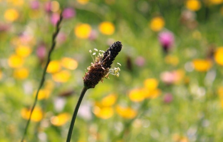 Le plantain : une plante sauvage aux multiples vertus