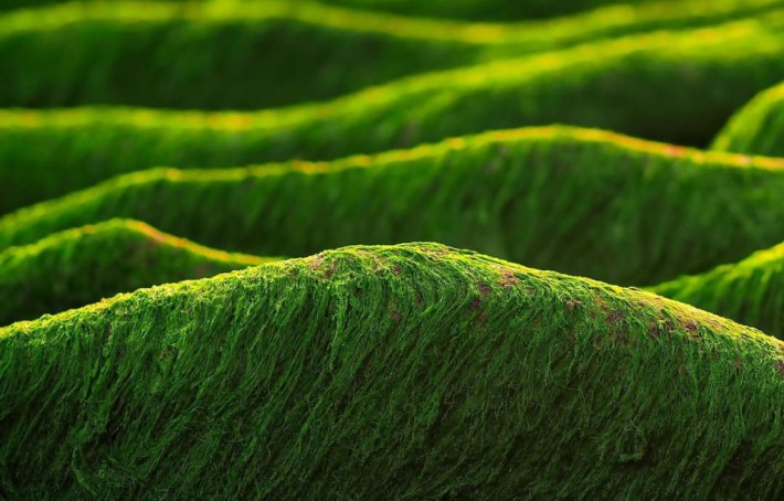 Chlorella, un concentré de nutriments aux nombreux bienfaits