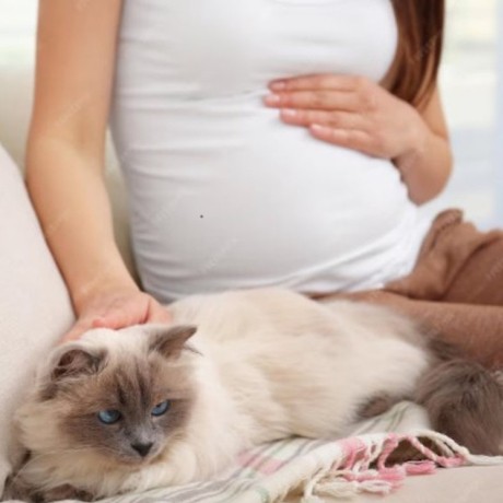 Toxoplasmose : Qu’est-ce que c’est et comment s’en protéger ?