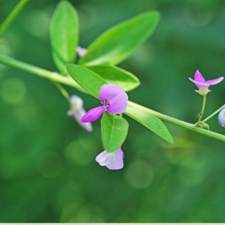 Desmodium : bienfaits, utilisation et rôle pour la santé du foie