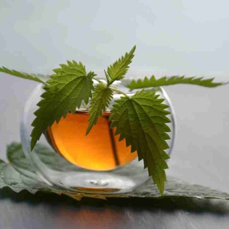 Tisane d'ortie : une infusion dangereuse ? 