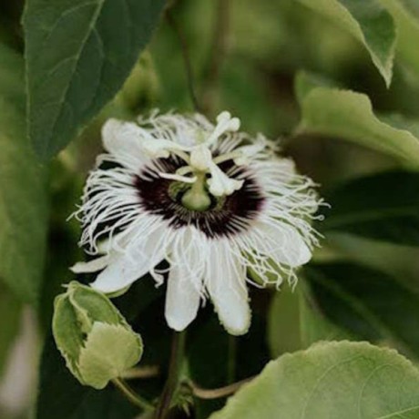 Passiflore : un anxiolytique naturel, mais pas que !