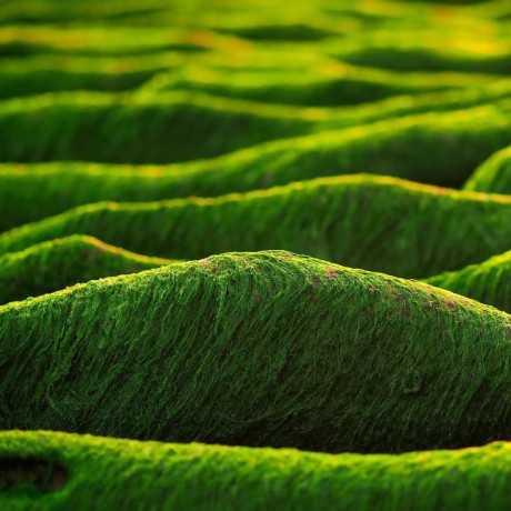 Chlorella, un concentré de nutriments aux nombreux bienfaits