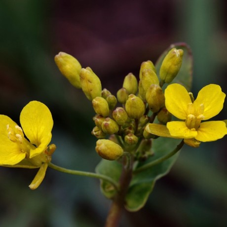 Bienfaits de l’onagre : comment améliorer votre santé avec cette plante ?